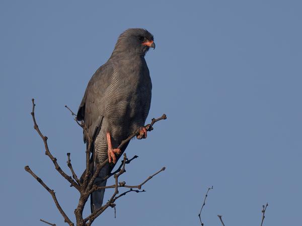 <h3><a href="/trips/tanzania/biota/animalia/chordata/aves/017 accipitriformes/004 accipitridae/melierax metabates/melierax metabates-nl.html">Melierax&nbsp;metabates</a> / Dark&nbsp;chanting&nbsp;goshawk / Donkere&nbsp;zanghavik</h3>OM-1 Mark II met OLYMPUS M.150-400mm F4.5, 1/2000 sec  bij F4.5, ISO 200, afstand 34.6&nbsp;m